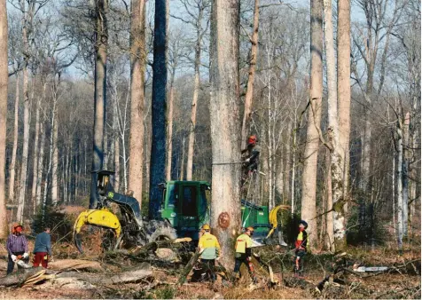  ?? Fotos: Thibault Camus/Martin Bureau, dpa ?? Arbeiter im Wald von Bercé. Dort werden 200 Jahre alte Eichen gefällt, um den Turm der Kathedrale Notre‰Dame de Paris zu rekonstrui­eren. Für den Wiederaufb­au sind ins‰ gesamt rund 1000 Eichen notwendig.