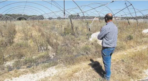  ?? // MANUEL GÓMEZ ?? Un agricultor observa un antiguo invernader­o en el Condado de Huelva, al norte de Doñana