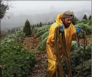  ?? JUSTIN SULLIVAN / GETTY IMAGES ?? A worker prepares to bundle up freshly harvested Douglas Fir Christmas trees that will be lifted by helicopter from a field at the Holiday Tree Farms in Monroe, Oregon.