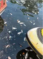  ??  ?? Health hazard: Rotting dead fish floating in Sungai Melaka due to pollution.