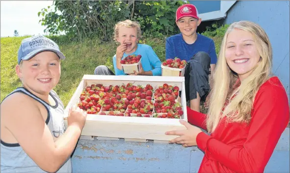  ?? SALLY COLE/THE GUARDIAN ?? Allan Coffin’s grandchild­ren display some of the berries they helped pick on Tuesday at Coffin’s Berry Farm. From left are Jared Cadieux, 12, William Coffin, 7, Cayle Coffin, 12, and Jayde Cadieux, 15. The farm’s U-pick is expected to open later this week.