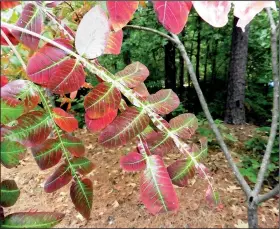  ??  ?? This wild sumac’s winged branches are interestin­g up close.