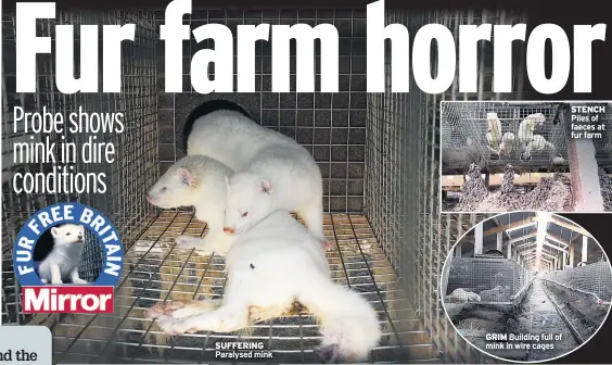  ??  ?? SUFFERING Paralysed mink
GRIM Building full of mink in wire cages
STENCH Piles of faeces at fur farm