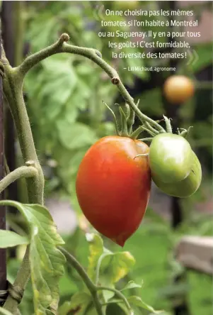  ??  ?? On ne choisira pas les mêmes tomates si l’on habite à Montréal ou au Saguenay. Il y en a pour tous les goûts ! C’est formidable, la diversité des tomates !- Lili Michaud, agronome