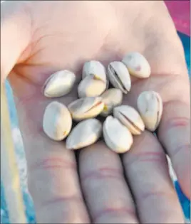  ?? Bob Morris ?? The time to harvest pistachios is when the nut inside fills the shell and can be removed.