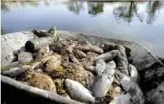  ??  ?? Lamentable. Ayer inició el retiro de los miles de peces muertos.