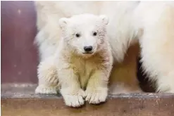  ??  ?? BERLIN: This file photo shows then three-month-old polar bear Fritz in its enclosure in Berlin. —AFP