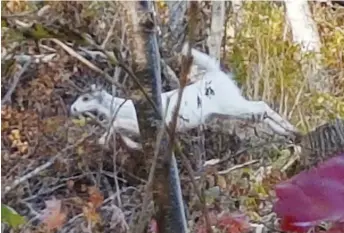  ??  ?? Un chevreuil blanc a récemment été pris en photo par le député de Riverview, Bruce Fitch. - Gracieuset­é