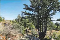  ?? AFP ?? The cedar tree, with its majestic horizontal branches, graces Lebanon’s flag and its banknotes.