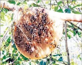  ?? WWF-CAMBODIA ?? A bee hive is seen in Mondulkiri province.