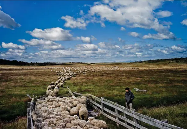  ??  ?? Above / Arriba: Unloading sheep in Tierra del Fuego, Chile.
Arreo de ovejas en Tierra del Fuego, Chile.