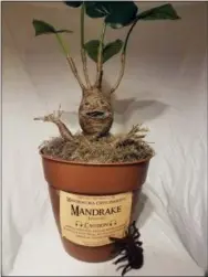 ?? SELAH HOVDA VIA AP ?? This August 2018 photo provided by Selah Hovda shows a Mandrake plant Hovda made for her child’s Harry Potterthem­ed birthday party at her home in Phoenix, Ariz. Hovda made the replica of the screaming Mandrake plant from the “Harry Potter” series using plastic foam wrapped in twine.