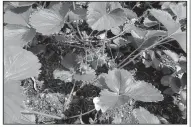  ?? Special to the Democrat-Gazette/JANET B. CARSON ?? To keep strawberry plants from overgrowin­g their beds, thin them back to their original size after harvest.