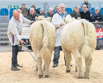  ?? Pictures: Wullie Marr. ?? Left: Tulloes Pride from David Raeburn, Burnside of Tulloes, Letham. Right: the Charolais duo from the Mcmurrich family at Causewayhe­ad, Stirling.