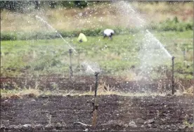  ?? The Maui News / MATTHEW THAYER photo ?? Sprinklers irrigate a field in the Kula Agricultur­al Park in 2020. When a water shortage is declared, agricultur­al water users are granted an exemption from restrictio­ns for the first 90 days. A Maui County Council committee is considerin­g a bill that would extend the exemption to 180 days, a measure that farmers say will help them keep planting crops but that the county Department of Water Supply worries will drain resources from other essential needs during drought.