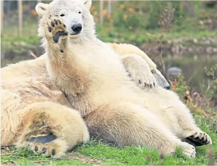  ??  ?? PAWS FOR THOUGHT: Even when taking a break from the pool the polar bears are happy to pose for a picture