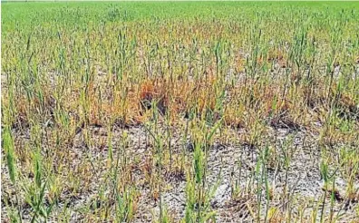  ?? GENTILEZA BOLSA DE CEREALES DE CÓRDOBA ?? ESCENARIO. Desde el otoño, se siente el déficit de lluvias en muchas zonas y hay lotes de trigo en Córdoba en mal estado.