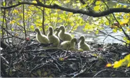  ?? Pictures: Jon Clay ?? Cygnets on the nest
