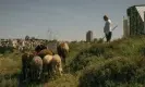  ?? Photograph: Alessio Mamo/The Guardian ?? A shepherd looks after his flock on the only remaining land reserve by Beit Safafa, where Israel intends to build a much-contested settlement called Givat Shaked.