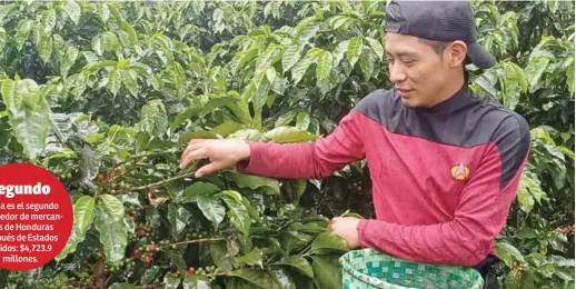  ?? ?? CULTIVO. La producción de café en Honduras está en manos de pequeños productore­s que representa­n el 92%. El restante 7% recae en medianos productore­s y solo un 1% son grandes.