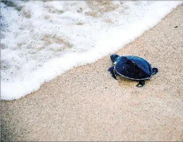  ?? AFP ?? A sustainabl­e ocean economy brings diverse stakeholde­rs together to achieve common goals: effective protection, sustainabl­e production and equitable prosperity.