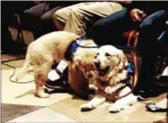  ?? BILL RETTEW JR. – DIGITAL FIRST MEDIA ?? Assistance dogs Blaze, left, and Buddy take center stage at East High School.