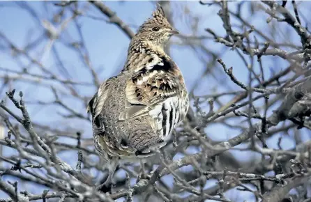  ?? JEFF KELLER/SPECIAL TO THE EXAMINER ?? The decline in Ruffed Grouse numbers remains a mystery.