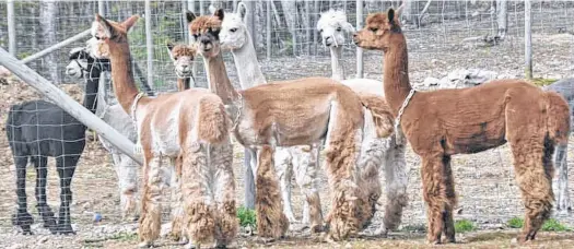  ??  ?? The herd at Albert Bridge Alpacas is a bit larger thanks to a recent birth. Weighing in at 16 pounds, the newborn is male and has been named Odin.