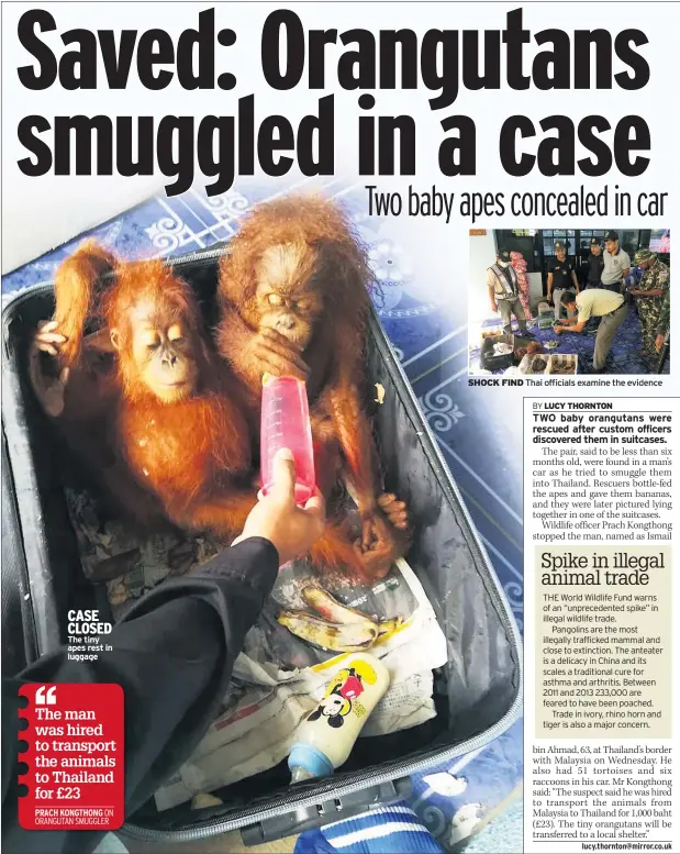  ??  ?? CASE CLOSED The tiny apes rest in luggage