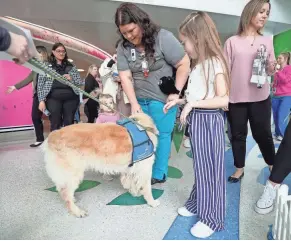  ?? ?? Macie Taylor, 8, of Zanesville, underwent surgery earlier this year to treat cerebral palsy. She worked with a facility dog, Beck, at Nationwide Children’s Hospital’s inpatient rehabilita­tion unit to improve her mobility.