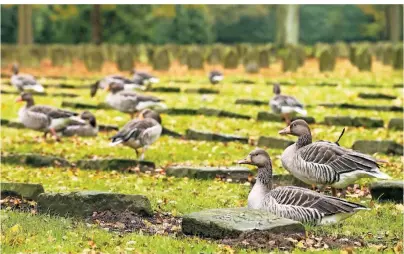  ?? FOTO: ULRICH PERREY/DPA-TMN ?? Der Ohlsdorfer Friedhof ist Heimat vieler Tiere – zum Beispiel von Graugänsen.