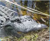  ?? ?? ALLIGATOR, EVERGLADES • SHUTTERSTO­CK/ BILDAGENTU­R ZOONAR GMBH