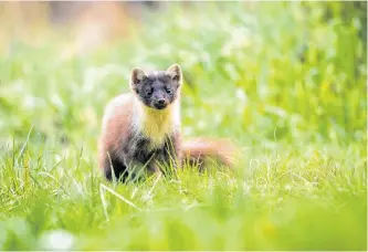  ?? CONTRIBUTE­D ?? An american marten, sometimes called the pine marten.