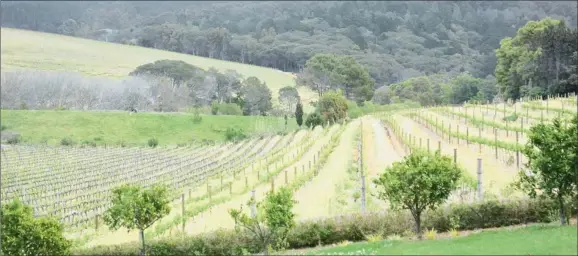  ?? PICTURE: JOHN FORD ?? SHADES OF GREEN: Vinous views from Buitenverw­achting’s restaurant.