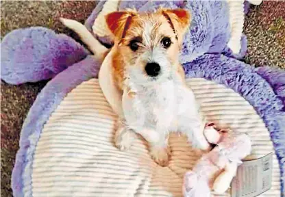  ??  ?? The 15-week-old Jack Russell puppy has been living in a foster home with another cat in preparatio­n for it meeting Larry, though it will live with the Prime Minister and Carrie Symonds at No 11