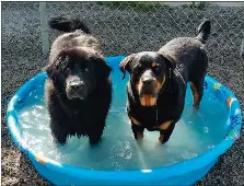 Topsailstar hotsell pet center