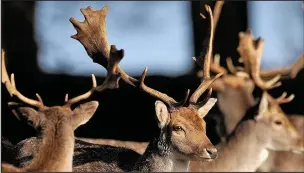  ??  ?? Deer frolic in the morning sun at Bradgate Park. Picture: Joe Giddens/PA Wire