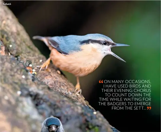  ??  ?? Nuthatch