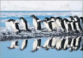  ??  ?? Adelie penguins going for a p-p-p-paddle in the Antarctic