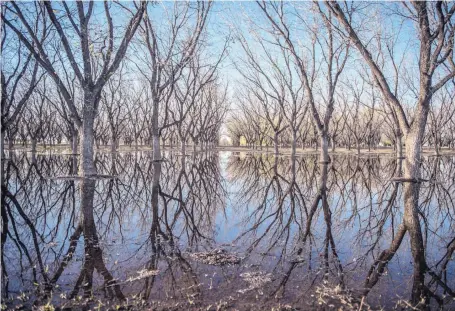  ?? ROBERTO E. ROSALES/JOURNAL ?? A pecan orchard is flood-irrigated in the Mesilla Valley.
