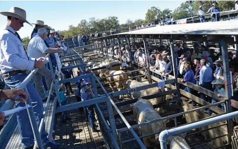  ??  ?? NO SALE: Farmers’ concerns are growing as the standoff over the Casino Saleyards enters its second week.