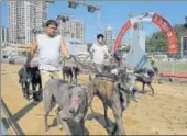  ?? AP ?? Dog handlers escort greyhounds walking at the track of the Yat ▪
Yuen Canidrome in Macau in March.