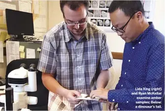  ??  ?? Lida Xing ( right) and Ryan McKellar examine amber samples; Below: a dinosaur’s tail.