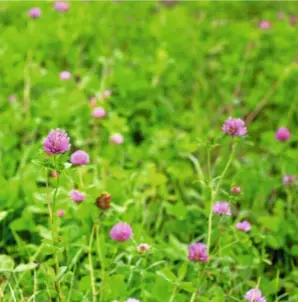  ??  ?? Red clover, Trifolium pratense, is a ‘nitrogen fixer’, increasing the fertility of the soil. Corn buntings can be found nesting beneath the plant.