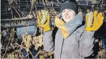  ?? MATTHEW AUBIN NIAGARA COLLEGE ?? Kayleigh Andrews, a winery and viticultur­e technician student at Niagara College, displays the results of the harvest as Niagara’s icewine season began early Thursday morning.