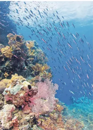  ?? FOTO: QUEENSLAND TOURISMUS ?? Das Great Barrier Reef in Australien erstreckt sich über eine Gesamtläng­e von 2300 Kilometern und beheimatet viele tausend Arten von Meeresbewo­hnern.