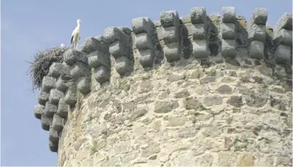  ?? ?? Auf den Zinnen der Burg haben Störche ihr Nest gebaut.