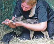  ??  ?? Wildlife assistant April Sorley tends to Martini, a rescued fawn.