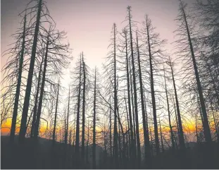  ?? Los Angeles Times/tribune News Service ?? Sunset obscured by smoke-filled skies near Alder Creek Grove where Sequoia trees had grown on this Sierra Nevada ridgetop for well over 500 years.