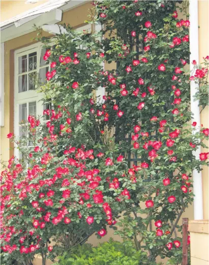  ??  ?? CASCADE. ‘Simply Charming’ grows into a strong shrub rose.
